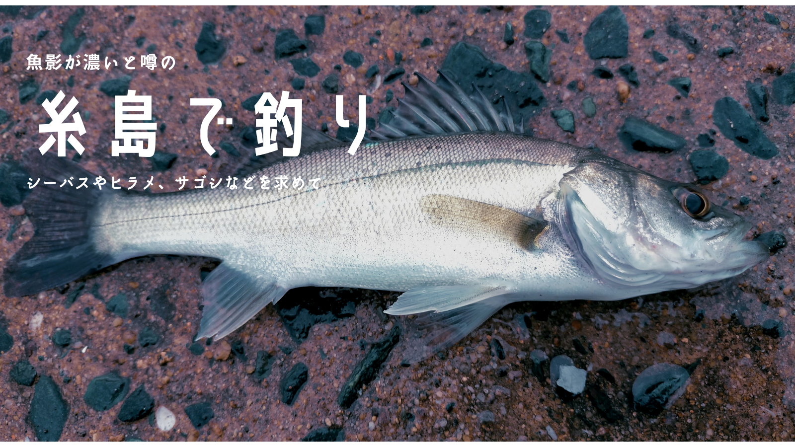 21年 糸島の唐泊漁港など周遊した感想と釣果は シーバスやヒラメ サゴシを求めて 福津の津屋崎漁港へも