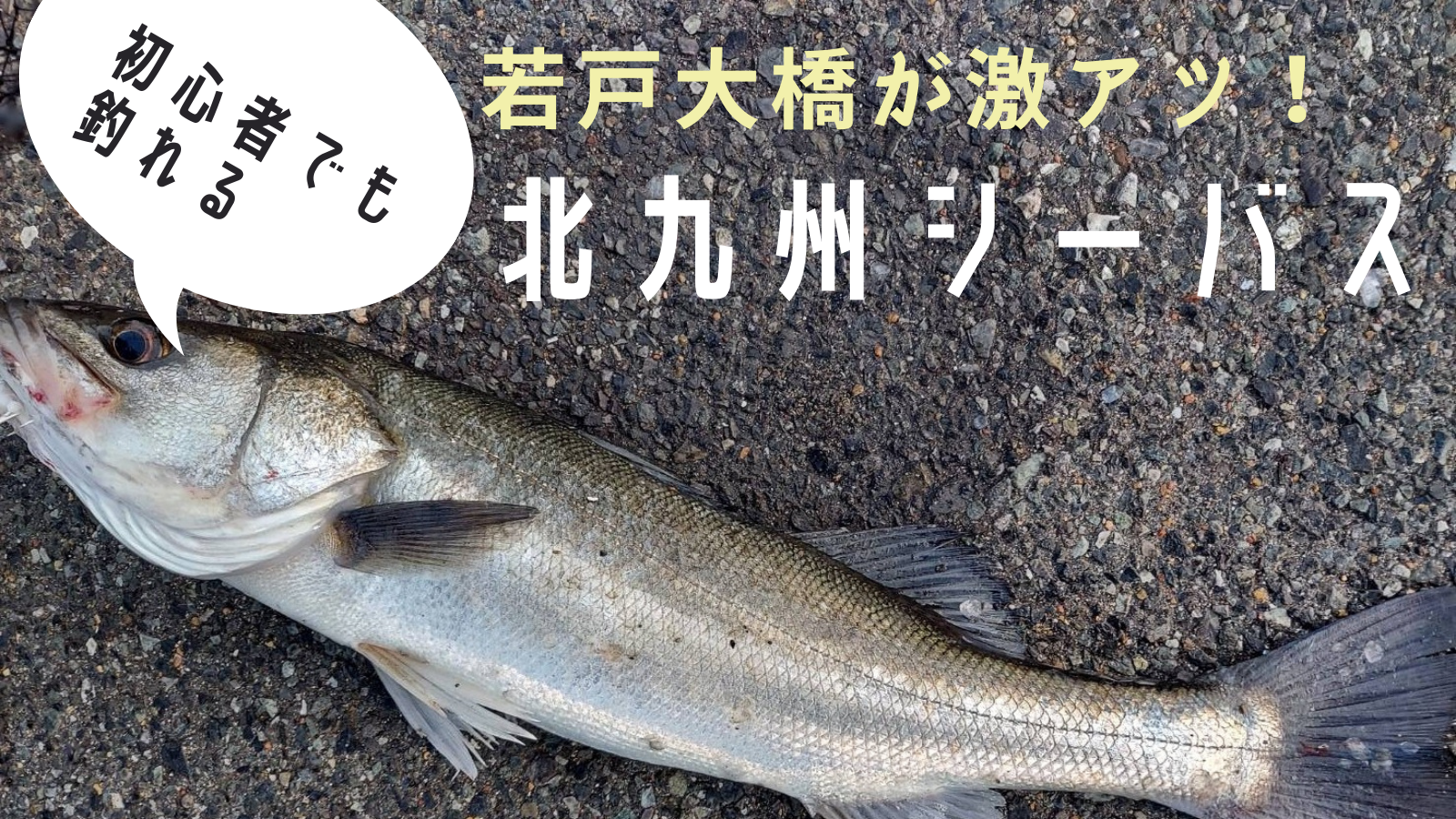 北九州はシーバスの巣窟 初心者でも３週連続釣れました 若戸大橋での釣果が凄い