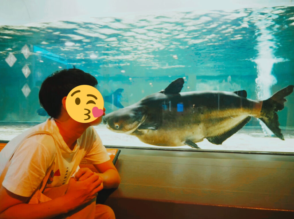 長崎ペンギン水族館にいるメコンオオナマズ